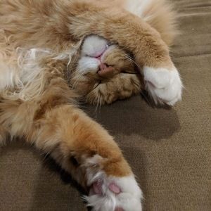 Meet your Posher, Josh